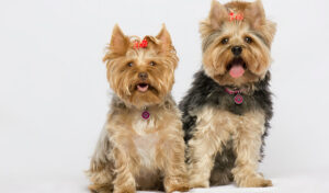 yorkshire terrier  dogs