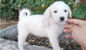 akbash dog breed puppy