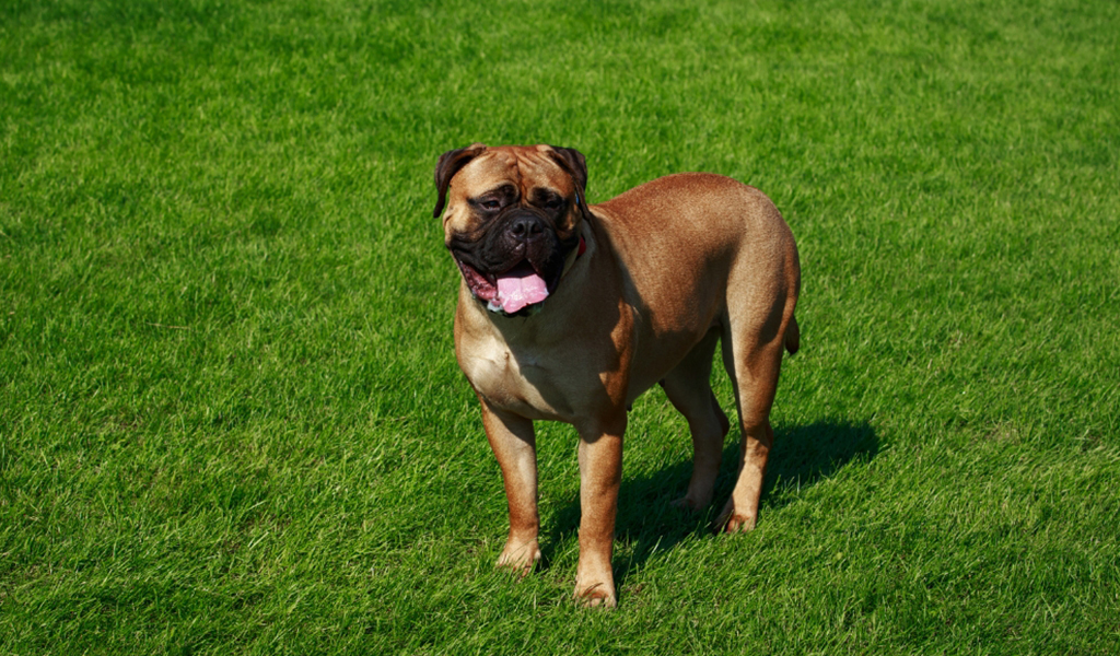 Bullmastiff Dog Breed complaints number & email