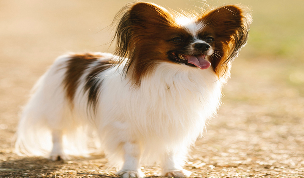Papillon Dog Breed Information complaints number & email
