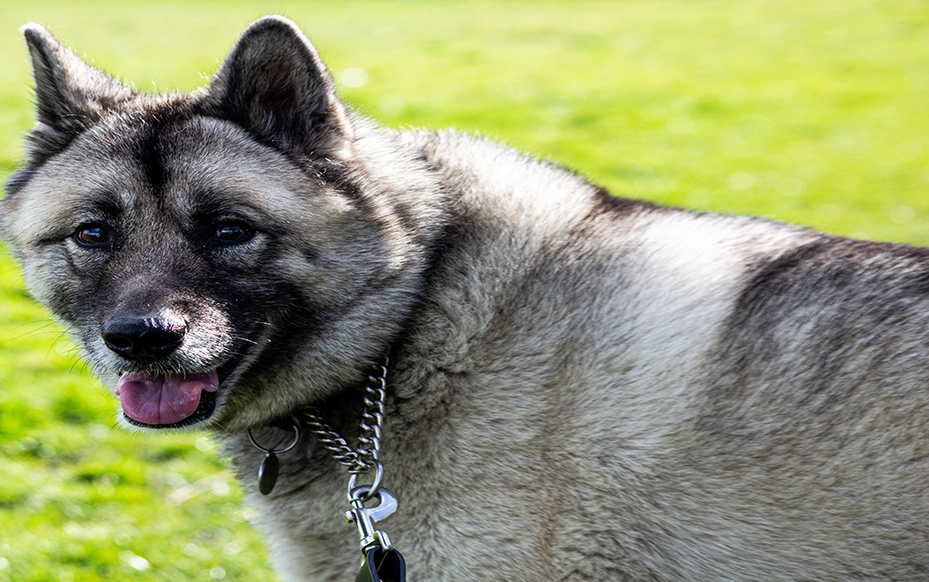 Norwegian Elkhound Dog Breed Information complaints number & email