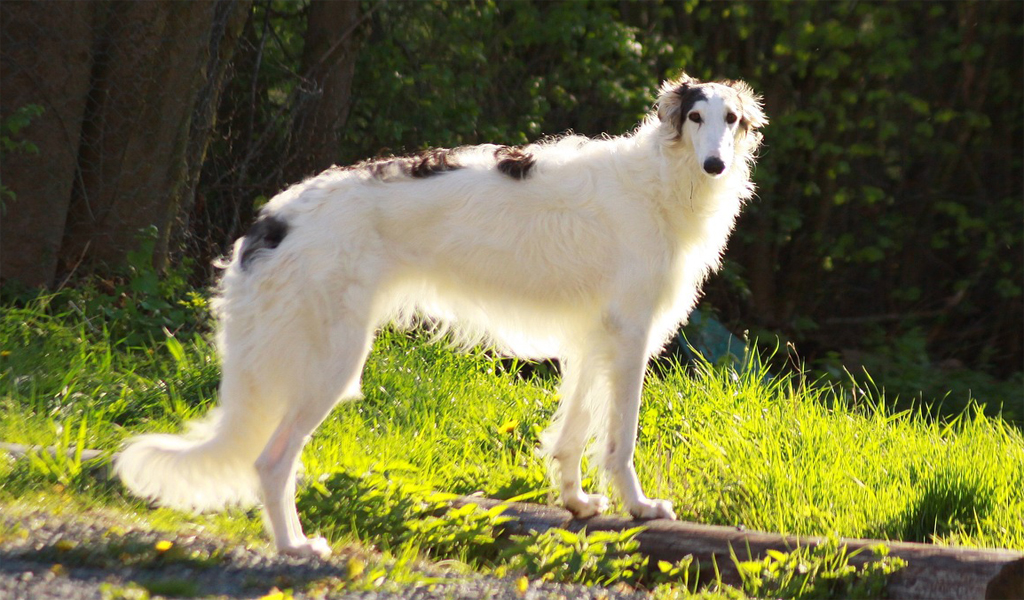 Borzoi Dog Breed Information complaints number & email