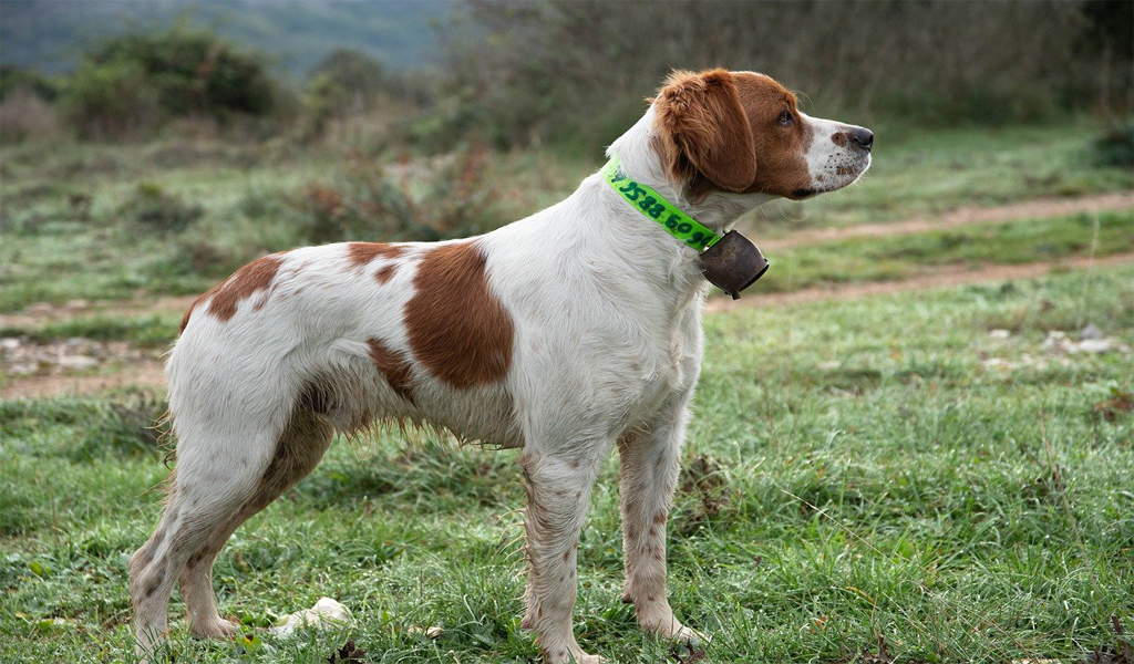 Brittany Dog Breed Information complaints number & email