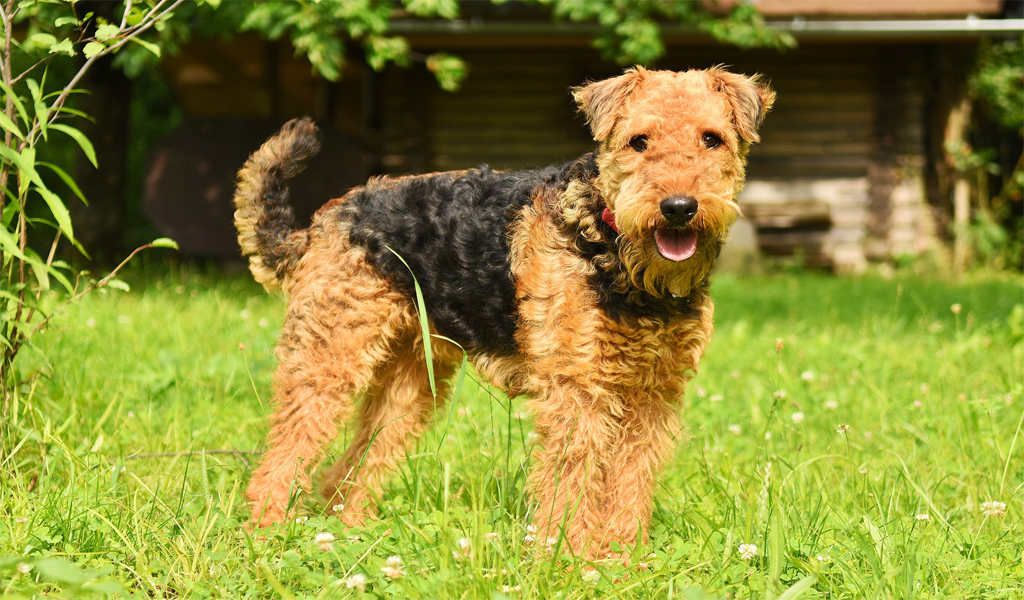 Airedale Terrier Dog Breed Information complaints number & email