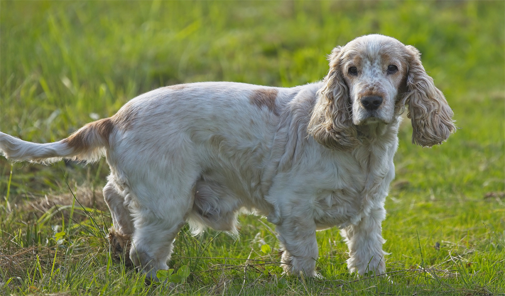 English Springer Spaniel Dog Breed Information complaints number & email