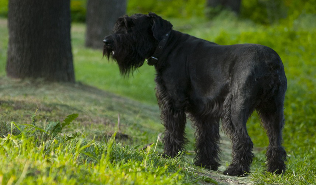 Giant Schnauzer Dog Breed Information complaints number & email