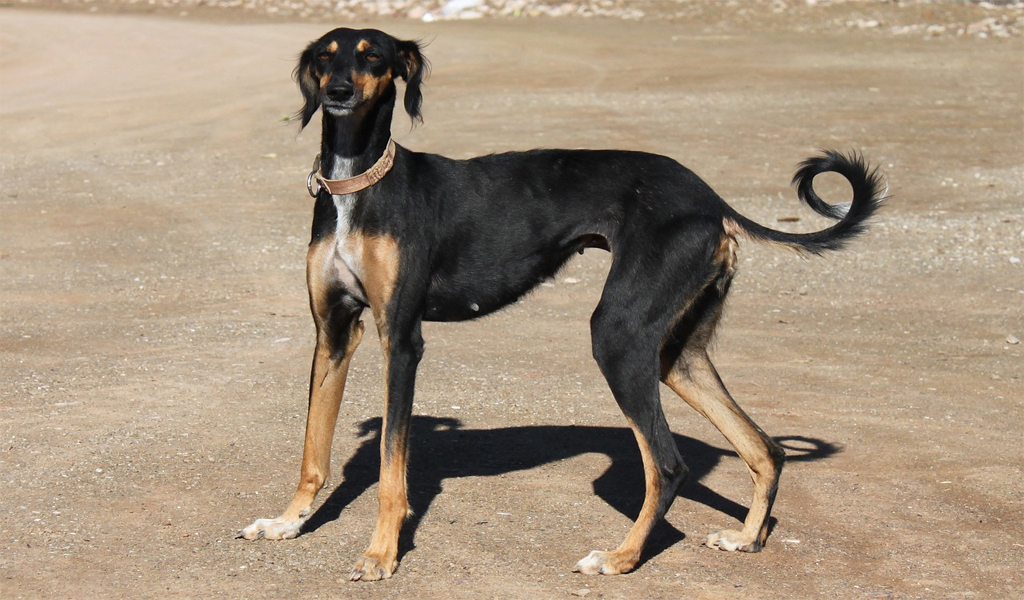 Greyhound Dog Breed Information complaints number & email