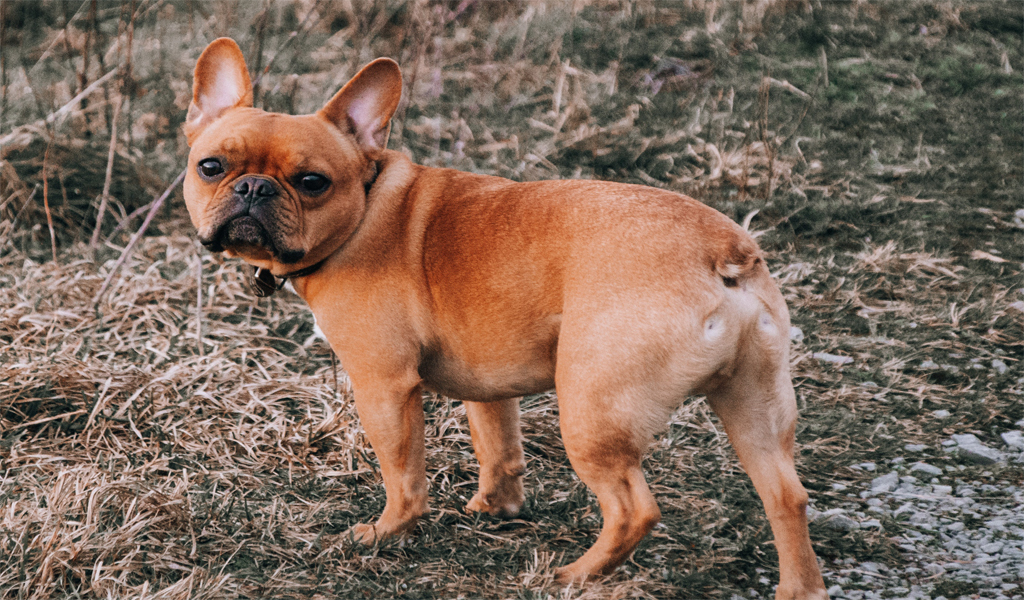 Frenchton Dog Breed Information complaints number & email